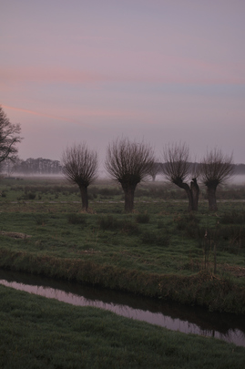 _dsc0401_20160101_treurwilgen.jpg