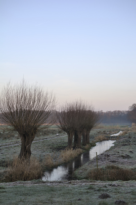 _dsc0746_20160227_wilgen.jpg