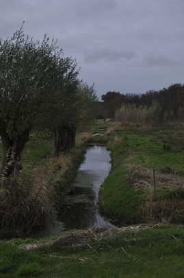 _dsc9996_20151114_wilgen.jpg