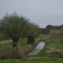_dsc9971_20151108_wilgen.jpg